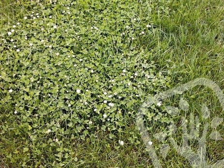 Trifolium repens - Ďatelina plazivá