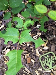 Megachile centuncularis 