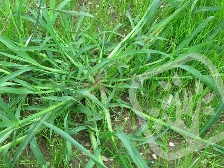 Echinochloa crus galli - Ježatka kuria