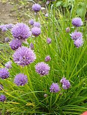 Allium schoenoprasum