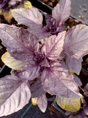 Ocimum basalicum ´Purpurea´