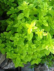 Origanum vulgare´Aurea´