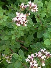 Origanum vulgare