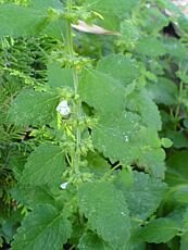 Melisa officinalis