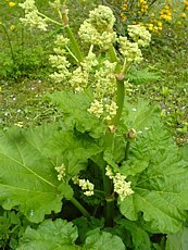 Rheum palmatum Rheum palmatum