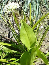 Allium ursinum