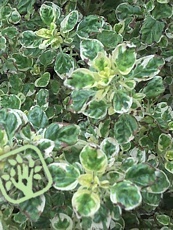 Origanum vulgare ´Variegata´