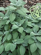 Salvia officinalis ´Berggarten´