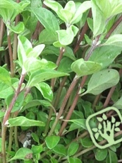 Origanum majorana