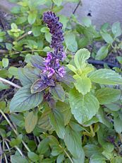 Ocimum basalicum ´Siam Queen´