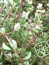 Thymus citrodorus´Rasta´