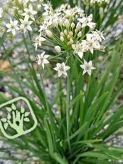 Allium ursinum