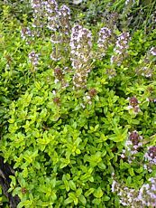 Thymus citrodorus´Aurea´