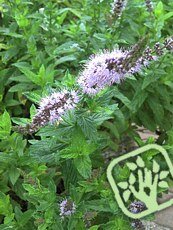 Mentha piperita