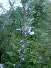 Rosmarinus officinalis