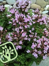 Origanum vulgare´Compactum´