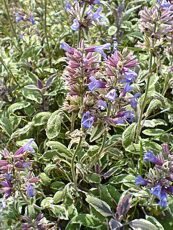 Salvia officinalis´Tricolor´ Salvia officinalis´Tricolor´