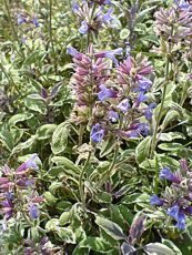 Salvia officinalis´Tricolor´