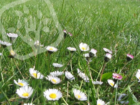 Bellis perennis