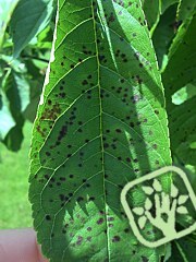 Stigmina carpophila Stigmina carpophila