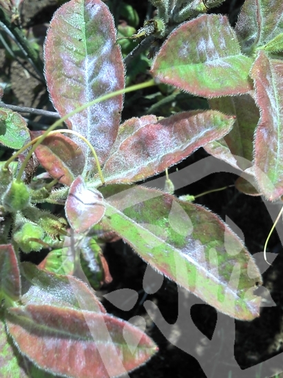 Erysiphe, Oidium spp. Erysiphe, Oidium spp.