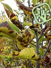 Asteroma carpini 