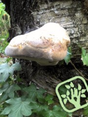 Phellinus sp. Phellinus sp.
