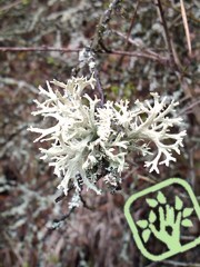 Evernia prunastri