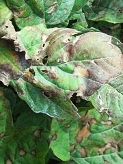 Ascochyta viburni Ascochyta viburni