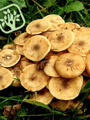 Armillaria mellea