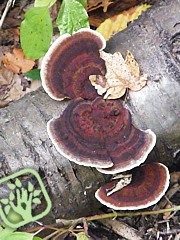 Trametes versicolor Trametes versicolor