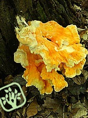 Laetiporus sulphureus Laetiporus sulphureus