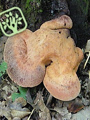 Phaeolus schweinitzii