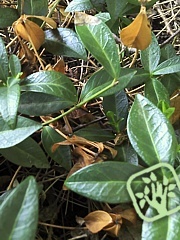 Phoma exigua 