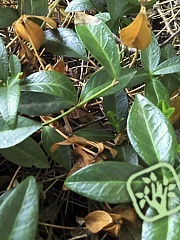 Phoma exigua 