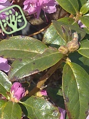 Colletotrichum sp. Colletotrichum sp.