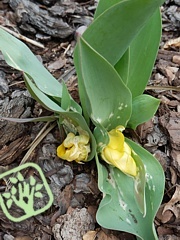 Botrytis tulipae