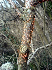 Nectria cinnabarina