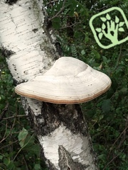 Fomes fomentarius Fomes fomentarius