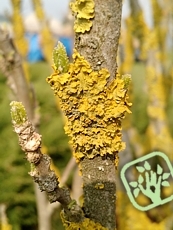 Xanthoria parietina