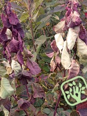 Verticillium dahliae