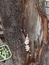 Schizophyllum commune