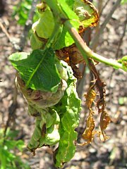 Taphrina deformans 