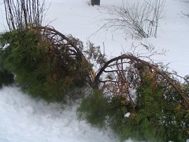 poškodenie rastlín snehom