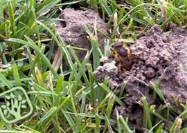 Andrena fulva