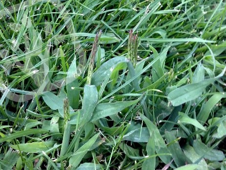 Digitaria sanguinalis