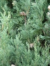 Cupressus sempervirens