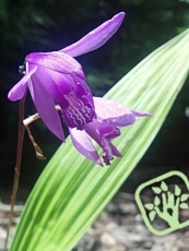 Bletilla striata