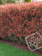 Photinia x fraseri  ´Red Robin´ 