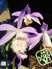 Pleione formosana 